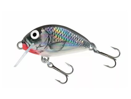 salmo