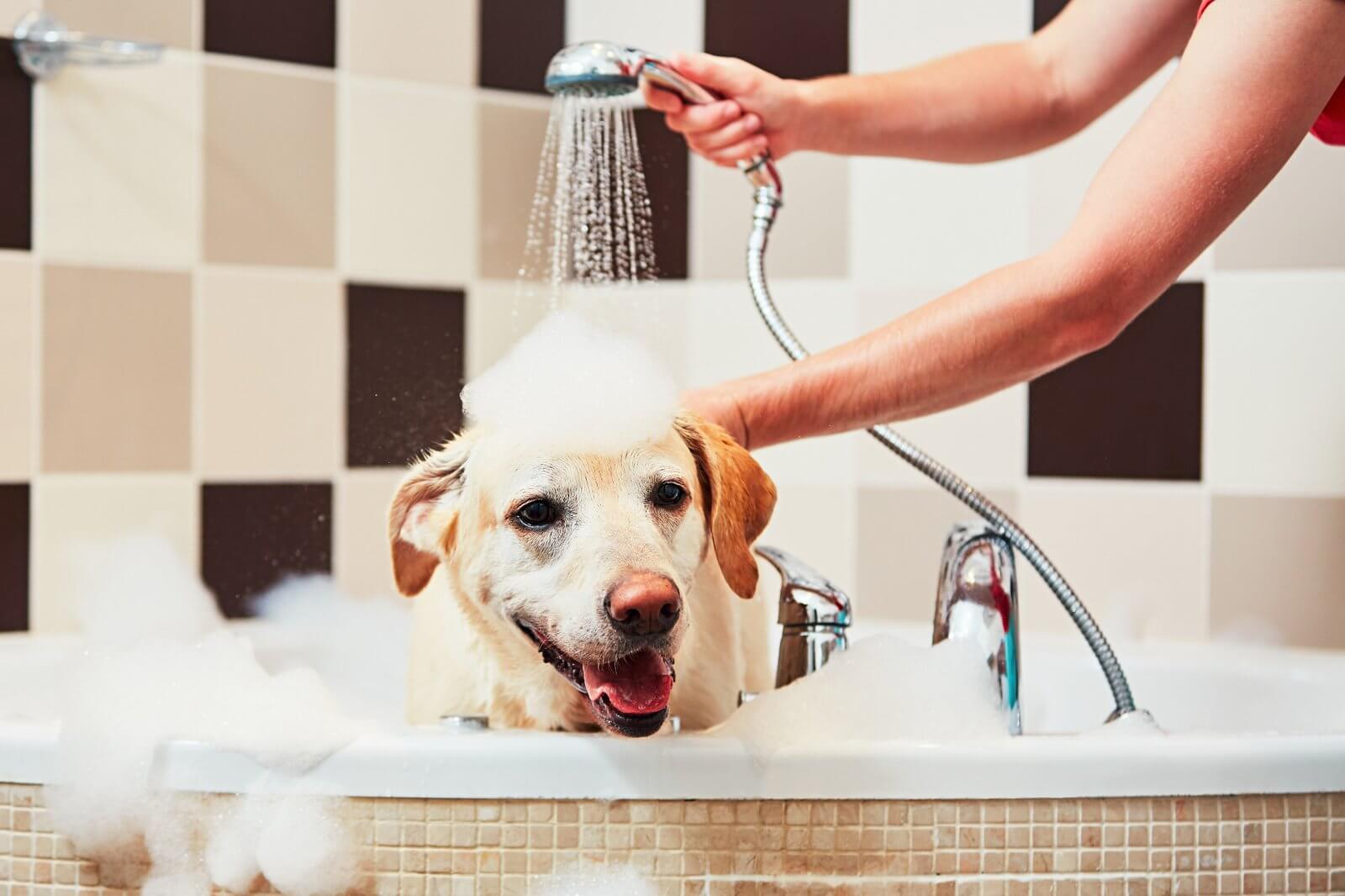 Ako na pohodové kúpanie psa: Tipy od veterinárov a skúsených chovateľov
