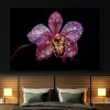 Orchidej, kapky souznění černá ložnice