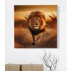 04 8152 lev lvi zapad slunce bez majestatni divoky afrika savana divocina obraz na platne