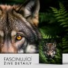 Vlk skrytý v houštině, Králové divočiny 8439 03 Obraz na plátně Fascinující detaily