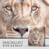 Lev, portrét hluboký pohled krále, Králové divočiny 8523 03 Obraz na plátně Fascinující detaily