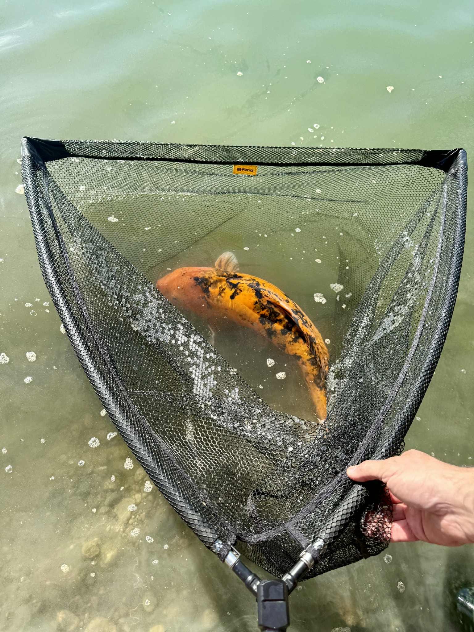 Carp Premium – starker Kescher, einfache Handhabung