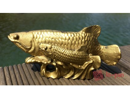 AROWANA s mládětem