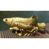 AROWANA s mládětem