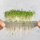 Microgreens - výhody