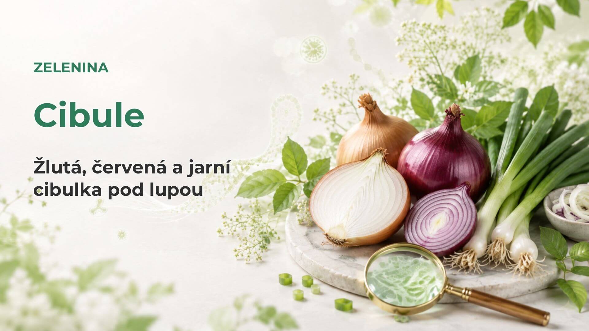 Cibule pod lupou: žlutá, červená a jarní cibulka