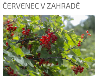 ČERVENEC V ZAHRADĚ