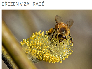 Březen v zahradě
