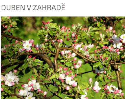 DUBEN V ZAHRADĚ
