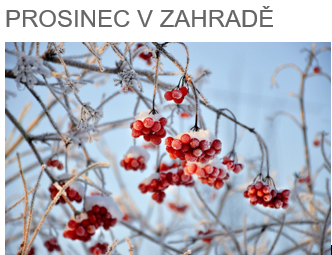 Prosinec v zahradě