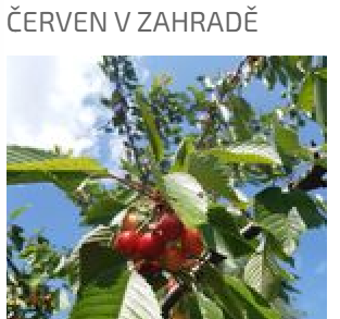 ČERVEN V ZAHRADĚ