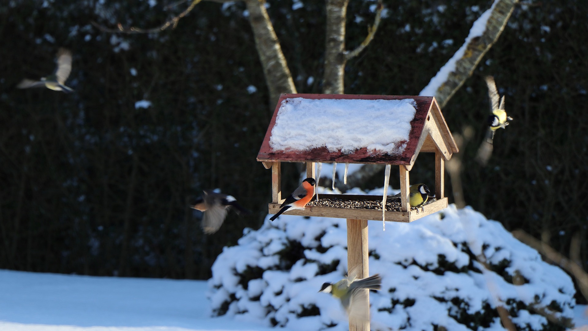 birds-g4012c6cb5_1920