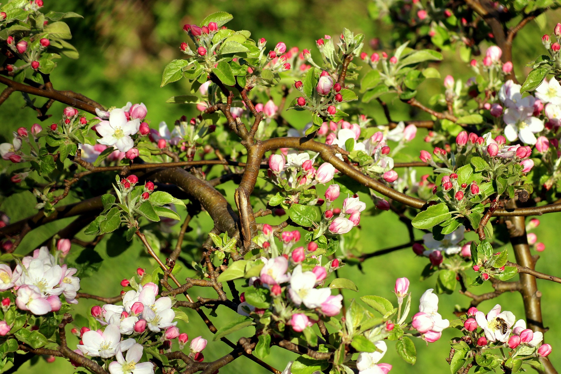 flowering-trees-gb8196d1d8_1920