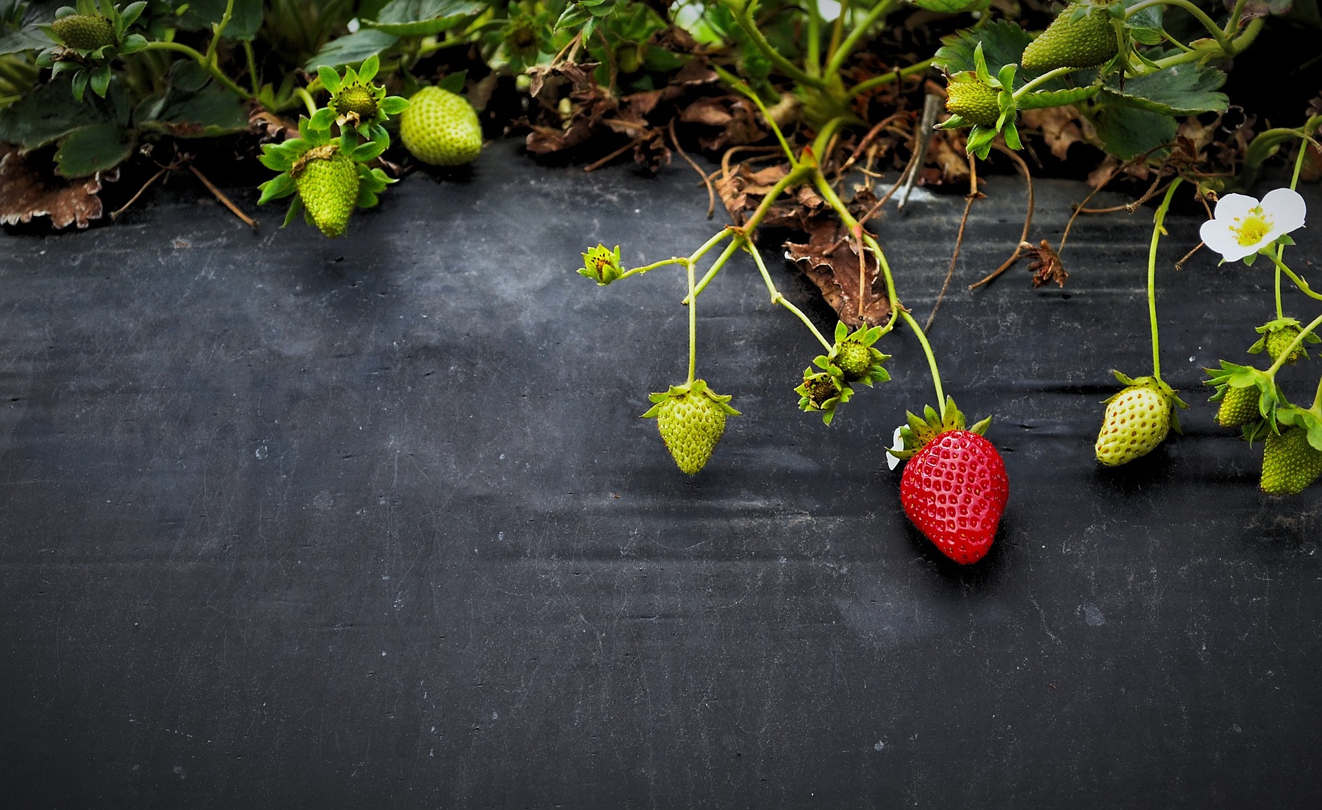 strawberries-g864d63c51_1920