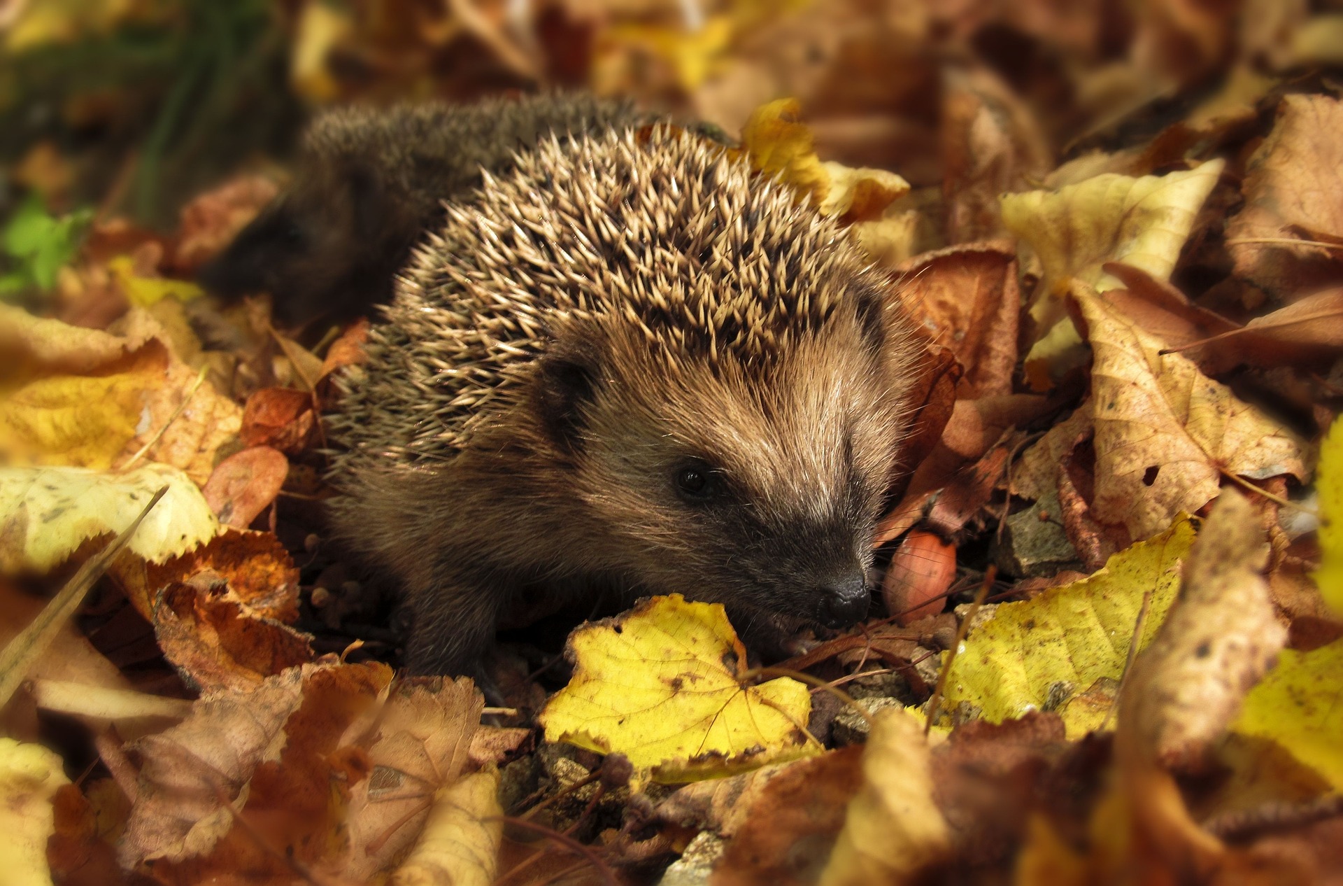 hedgehog-g8219f8394_1920