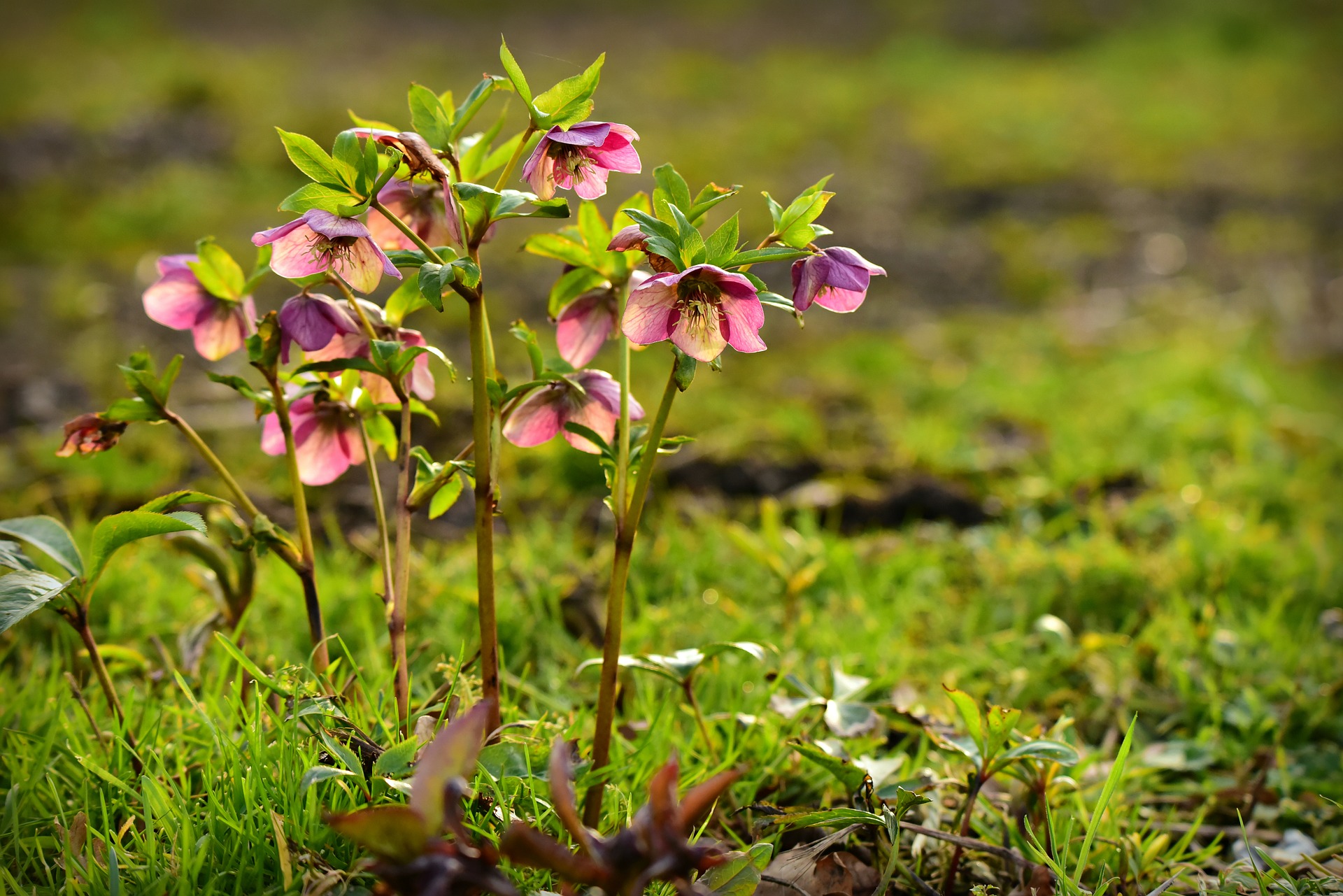 hellebore-g0eb263fd9_1920