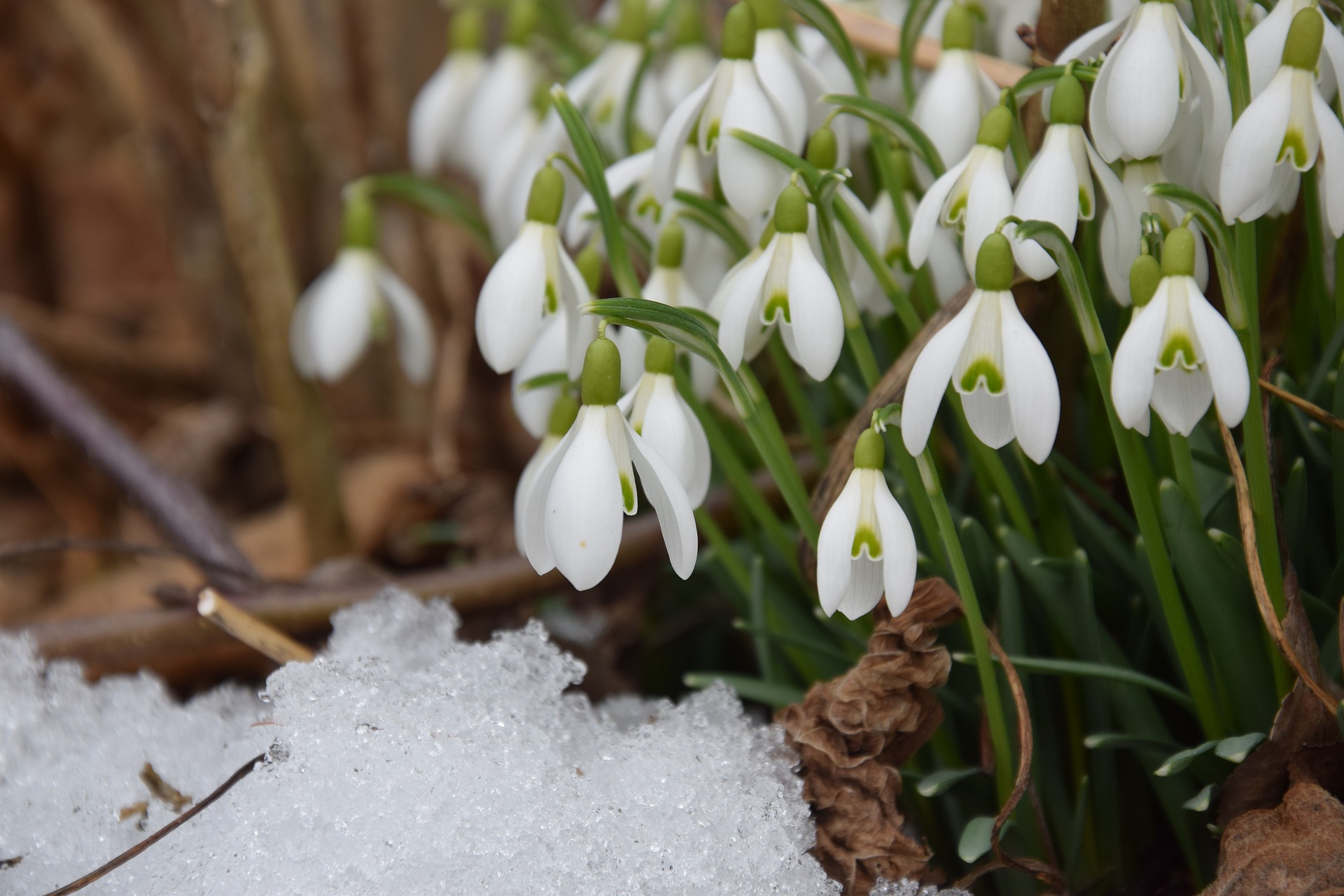 snowdrop-g284d78896_1920