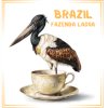 2025Brasil Fazendapng