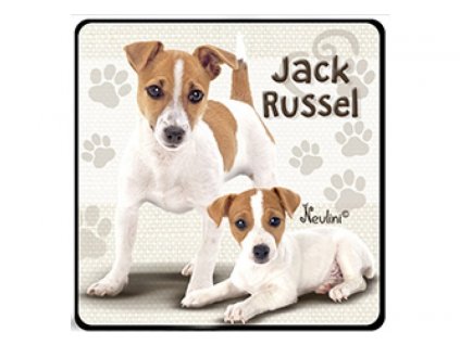 NH139 Jack Russel 800x600