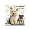 NH148 Yorkshire terrier 800x600
