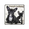 NH145 French bulldog 800x600