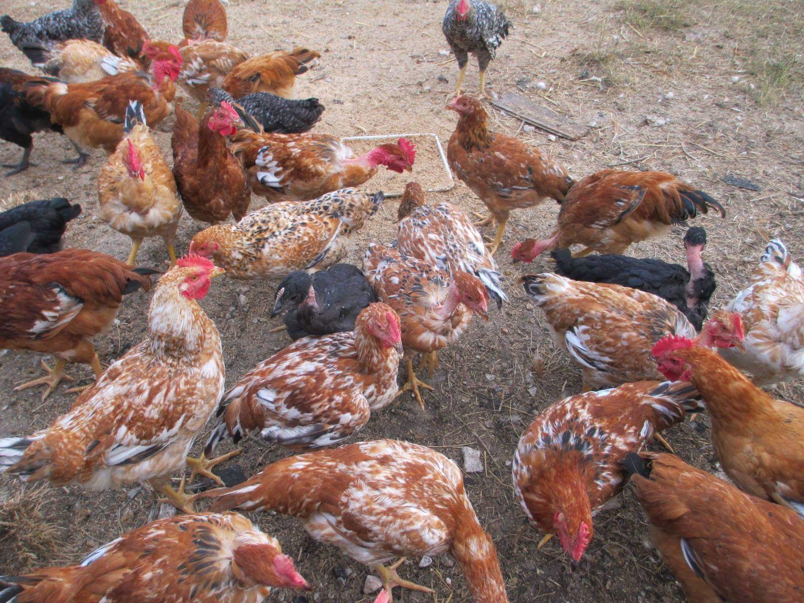 Znáte přirozené potřeby slepiček? Aneb co je popelení