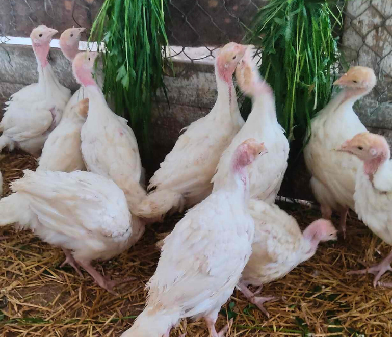 Černohlavost: Nepodceňujte prevenci tohoto nebezpečného onemocnění krůt