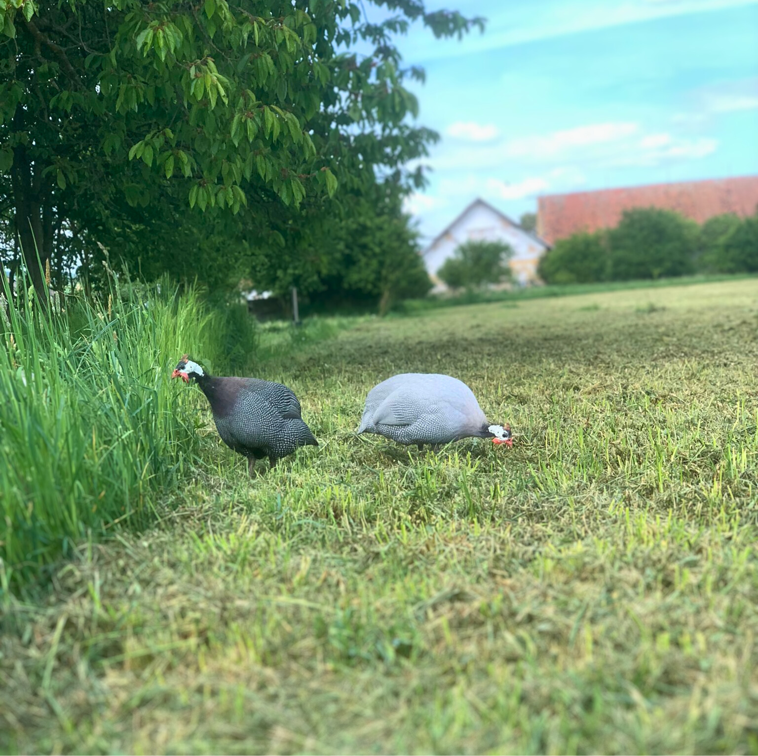 Perličky: Exotické krásky s nezapomenutelným hlasem a chutnými vajíčky