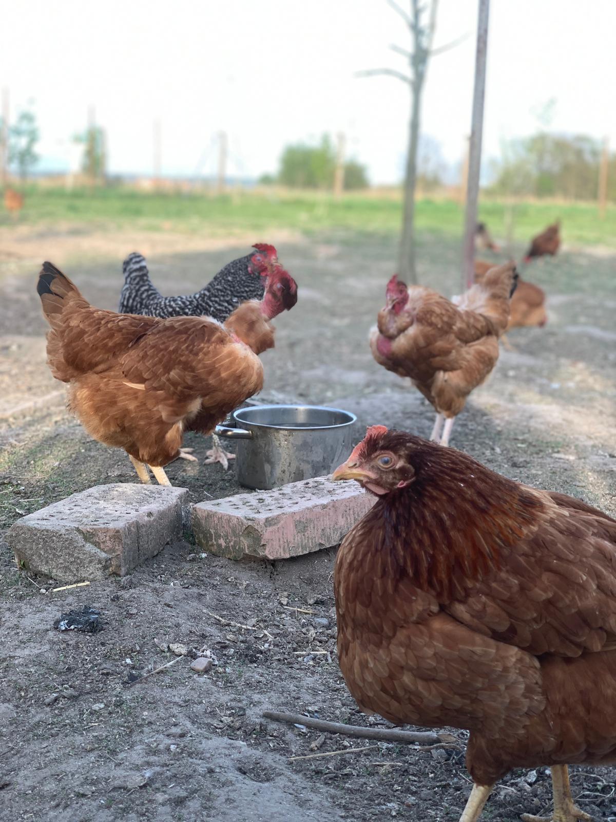 Krmení slepic velkochov vs domácí chov?