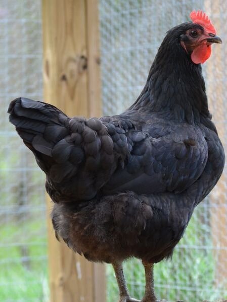 Black+Jersey+Giant+Hen