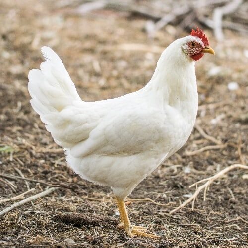 leghorn