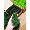 Workshop - Výroba mechového obrazu 7.12.2024