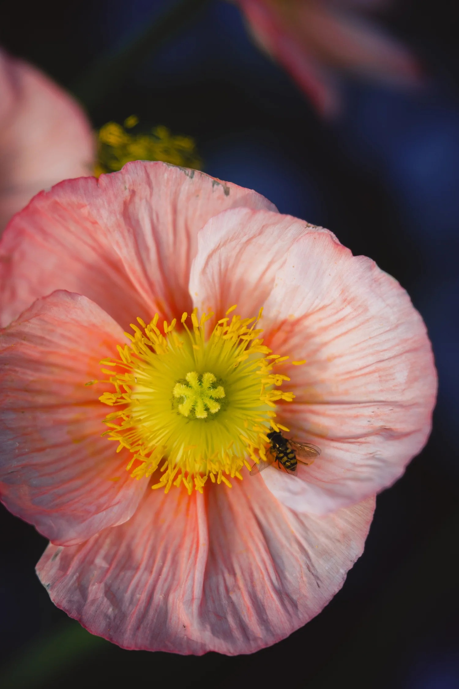 7Artisans-135mm-pp-6