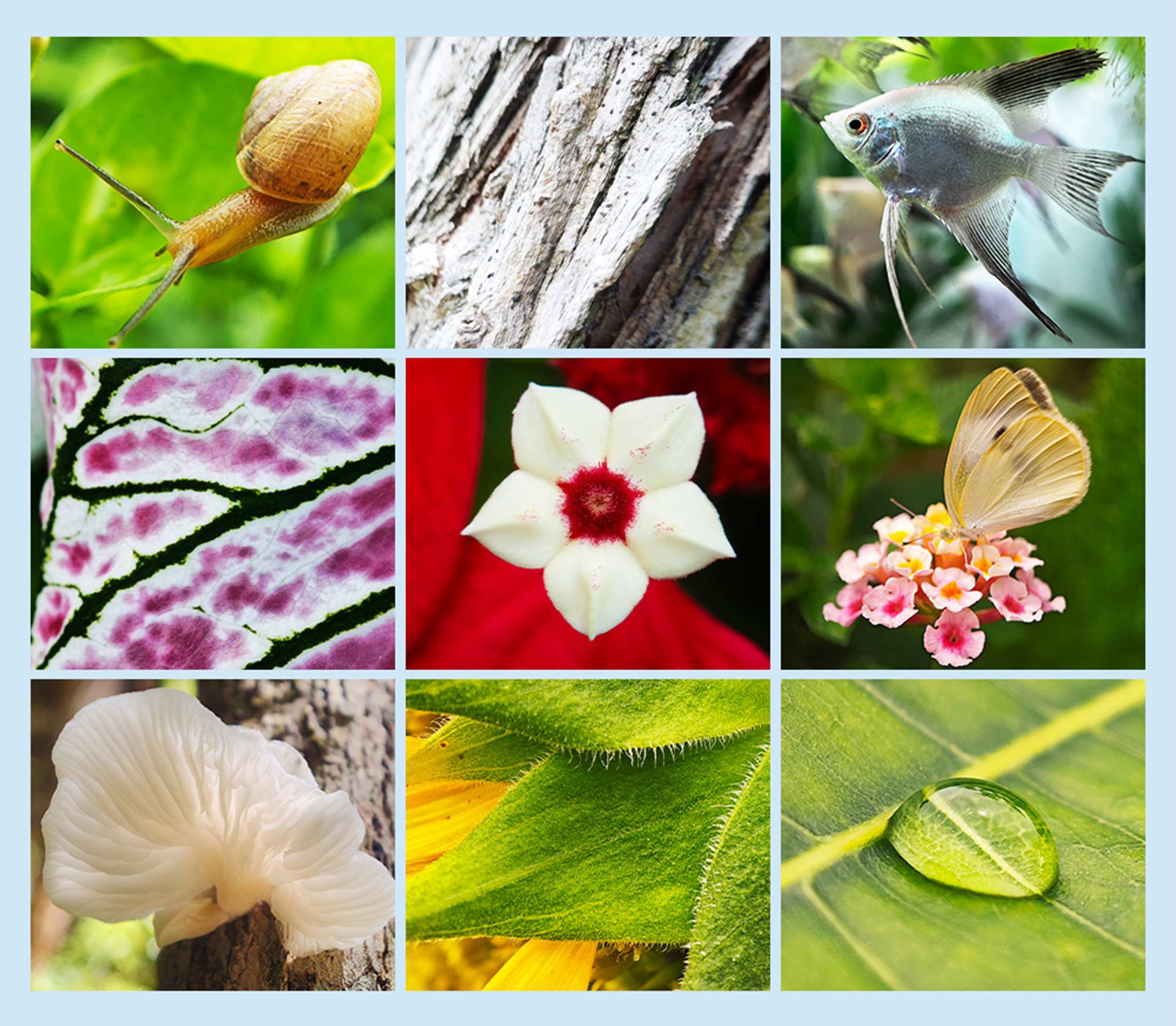 apexel-75mm-ultra-macro-pp-cz-4