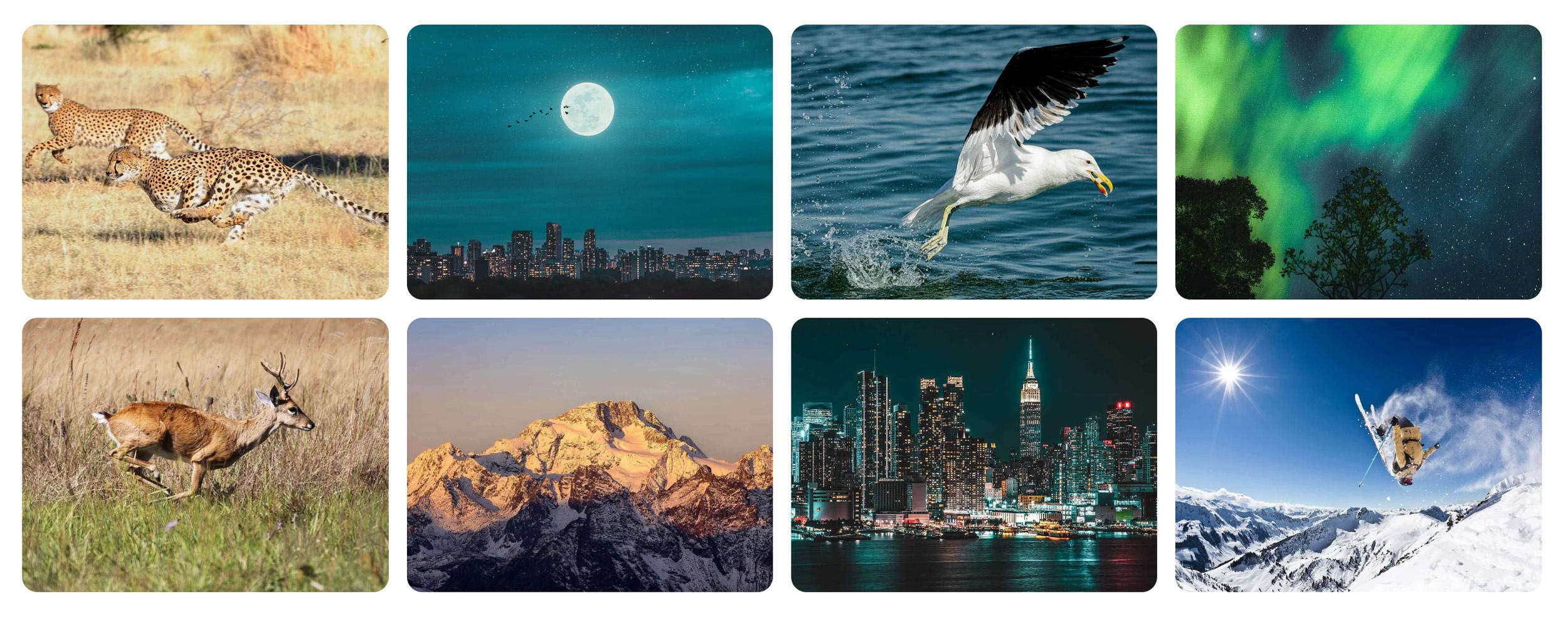 apexel-telecular-50x-pp-7