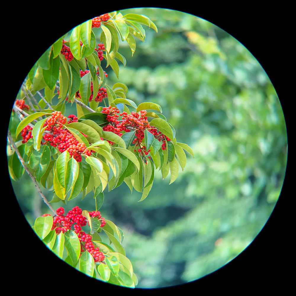 apexel-telemacro-pro-10x-2v1-pp-6