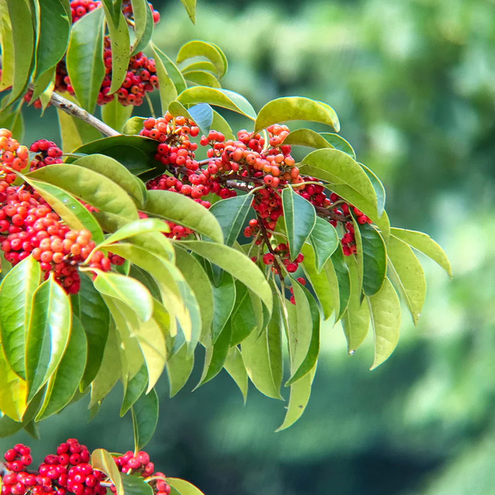 apexel-telemacro-pro-10x-2v1-pp-7