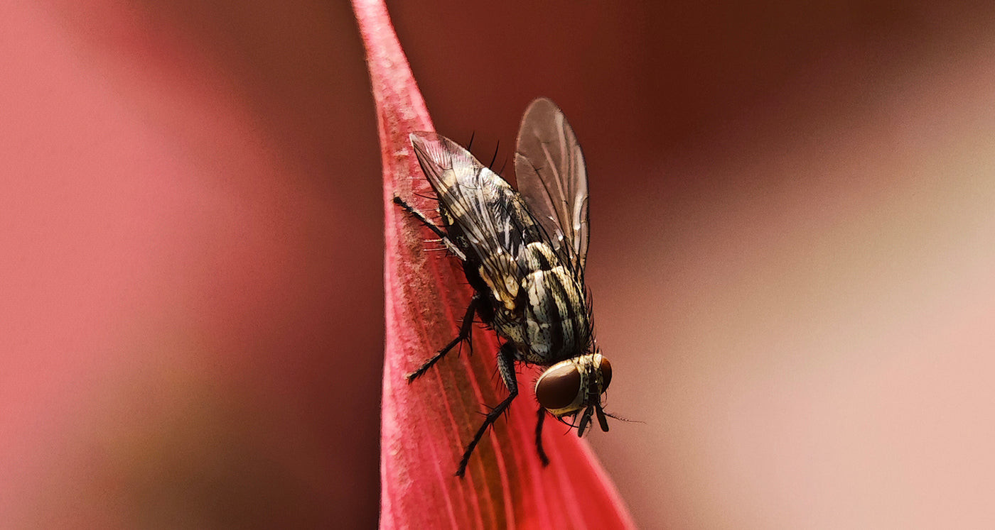 Telefon + 100mm Ultra Macro