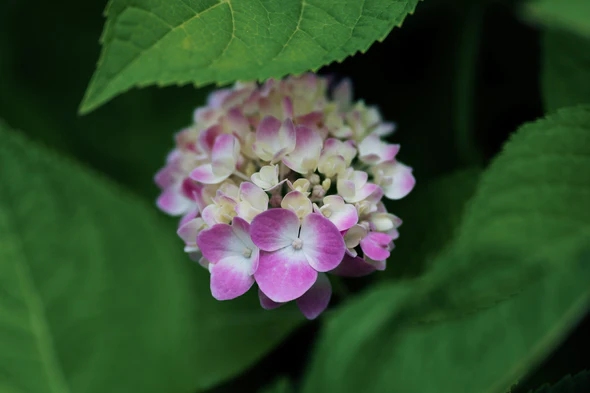 AF_75mm_F1.8_EVO_Z-img12