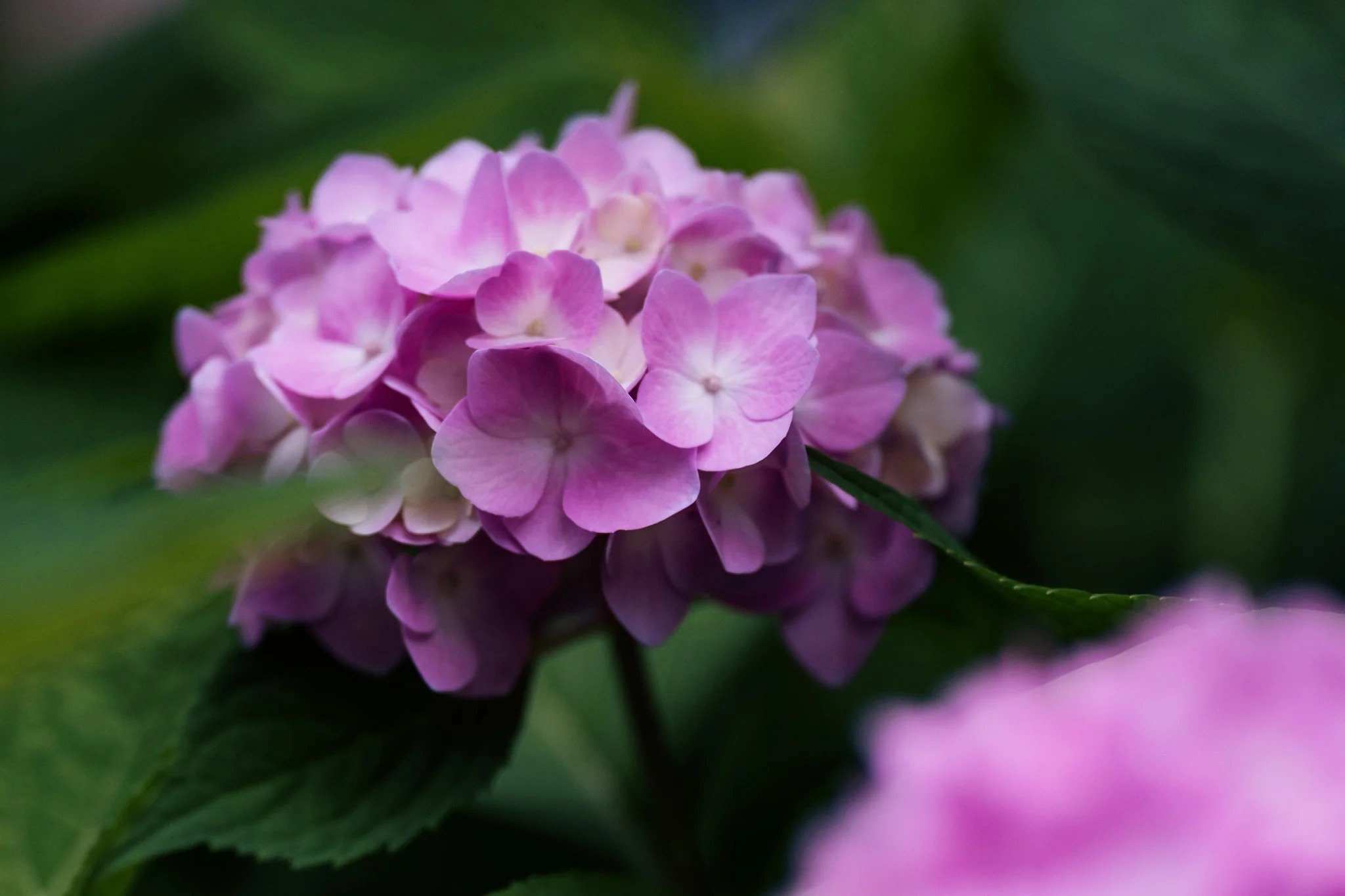 AF_75mm_F1.8_EVO_Z-img19