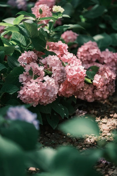 AF_75mm_F1.8_EVO_Z-img26