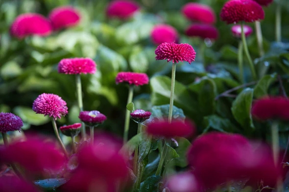 AF_90mm_F2.2_EVO_Z-img13