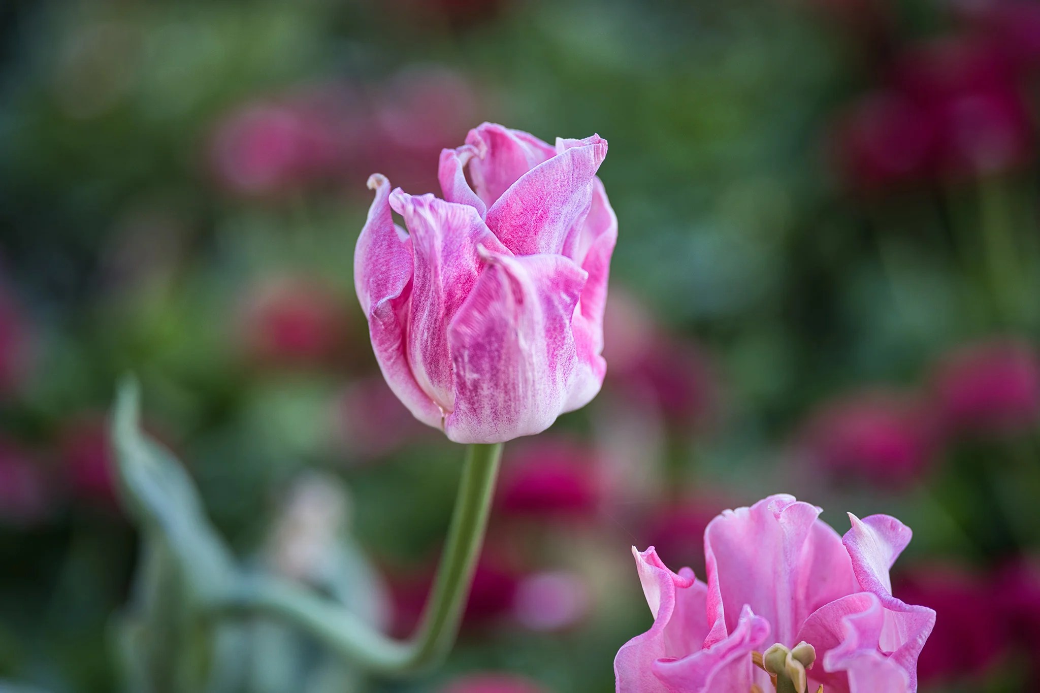 AF_90mm_F2.2_EVO_Z-img19