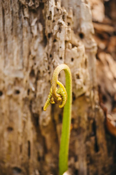 AF_90mm_F2.2_EVO_Z-img25