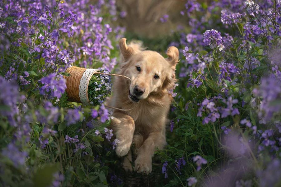 Rychlé a citlivé ostření