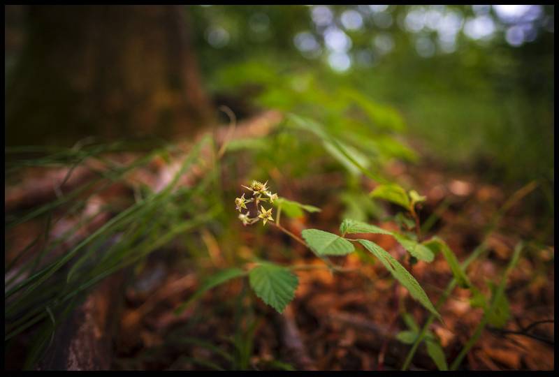 Tokina_FiRIN_100mmf28_Macro_Review-03903