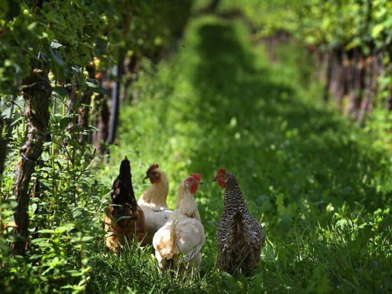 Jaký je rozdíl mezi organickým a biodynamickým vínem?