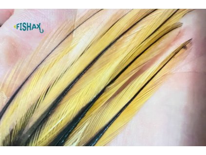 fishax coq de leon colgadera light brown indio