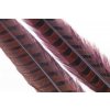 Wapsi Ringneck Pheasant Tail 1 Pair